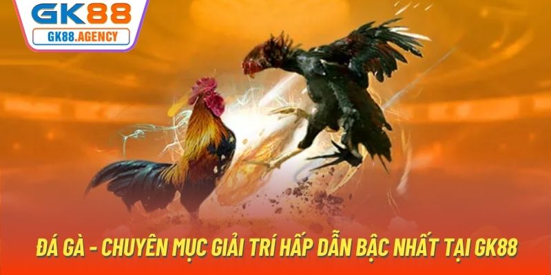 Đá gà - Chuyên mục giải trí hấp dẫn bậc nhất tại GK88