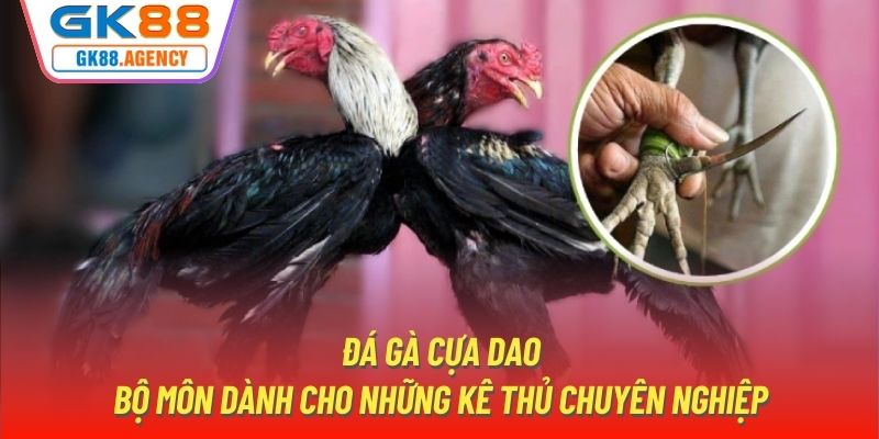 Đá Gà Cựa Dao - Bộ Môn Dành Cho Những Kê Thủ Chuyên Nghiệp