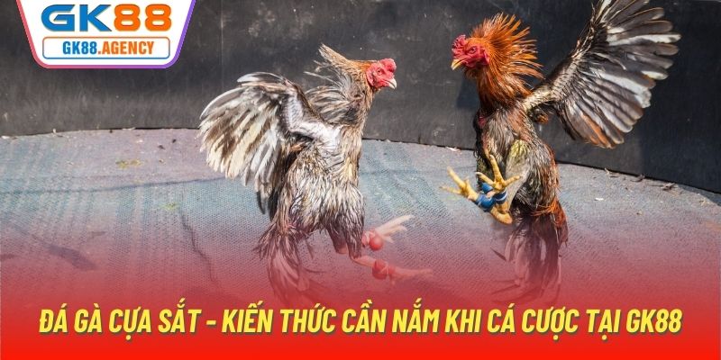 Đá Gà Cựa Sắt - Kiến Thức Cần Nắm Khi Cá Cược Tại GK88