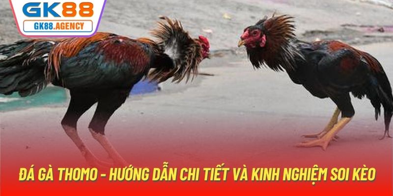 Đá Gà Thomo - Hướng Dẫn Chi Tiết Và Kinh Nghiệm Soi Kèo