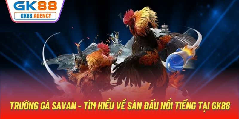 Trường Gà Savan - Tìm Hiểu Về Sàn Đấu Nổi Tiếng Tại GK88