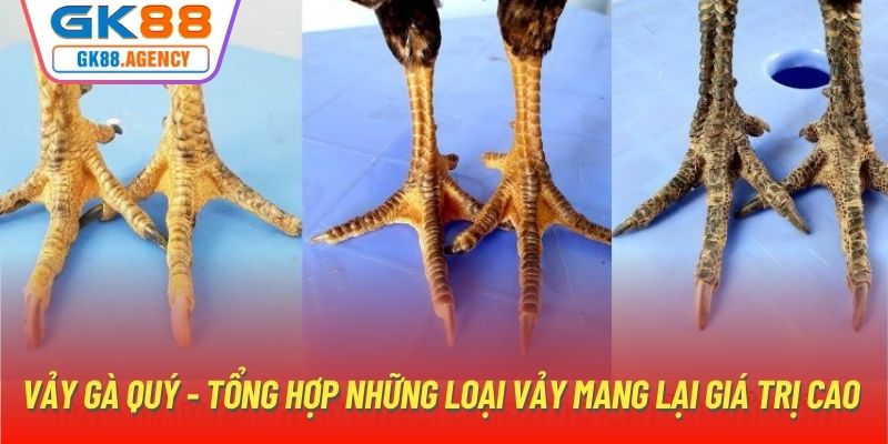 Vảy Gà Quý - Tổng Hợp Những Loại Vảy Mang Lại Giá Trị Cao